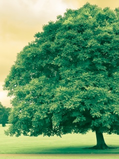 Зеленое ирландское дерево обои