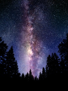 Лесной пейзаж обои