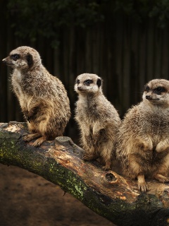 В дозоре обои