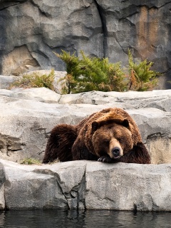 Медведь обои