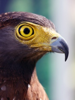 Взгляд орла обои