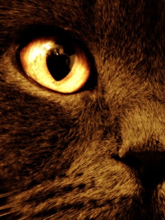 Черный кот с оранжевыми глазами обои