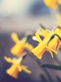 Нарциссы обои