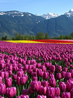 Поле тюльпанов обои