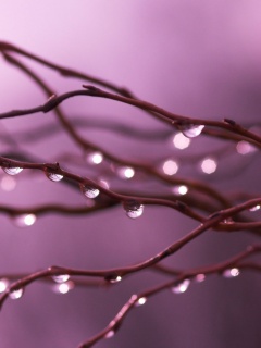 Капли на ветке обои
