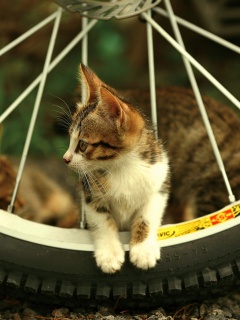 Маленький котенок обои