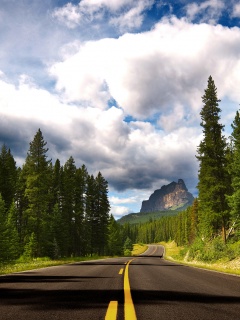 Красивая лесная дорога обои