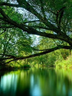 Спокойная лесная река обои