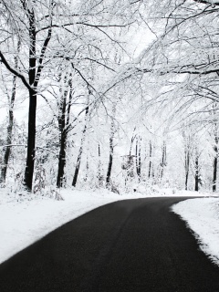 Дорога в зимнем лесу обои