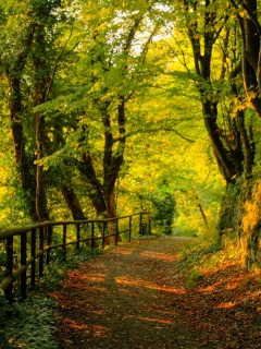 Лесная дорожка обои