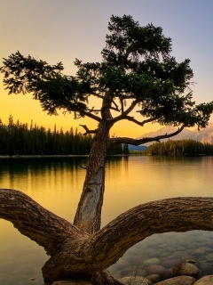 Дерево у горного озера обои