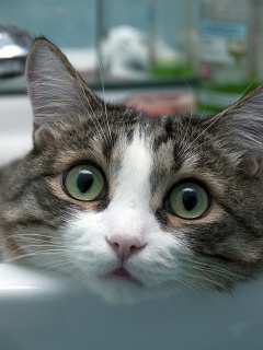 Кошак выглядывает из раковины обои