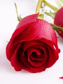 Две красные розы обои