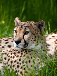 Два изящных гепард в природе обои