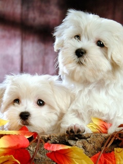 Два белых и пушистых пёсика  обои