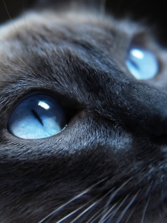 Кот с голубыми глазами обои