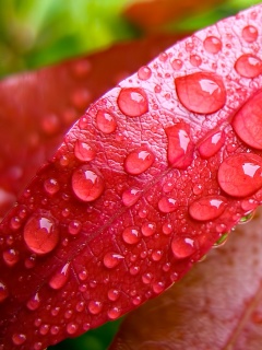 Капли росы на красных листьях обои