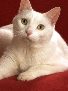 Белой кот на красном диване обои