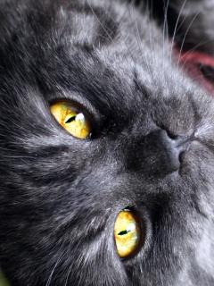 Игривый котёнок обои