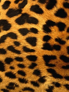 Шкура гепарда обои