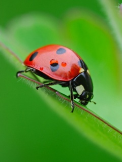 Божья коровка обои