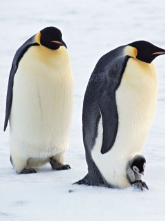 Семья пингвинов обои