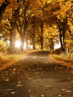 Дорога в осеннем парке обои