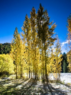 Осень в Новой Зеландии обои