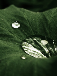 Капля в листе обои