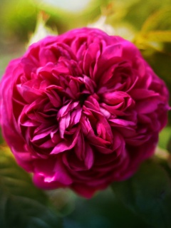 Клевер крупным планом обои