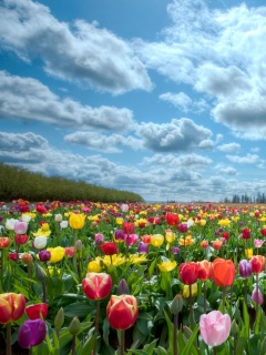 Поле тюльпанов обои