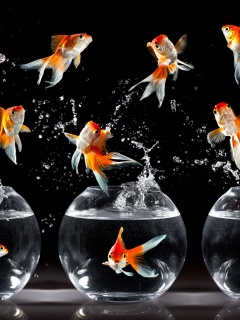 Аквариумы жонглируют рыбами обои