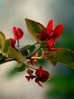 Разноцветные листья обои