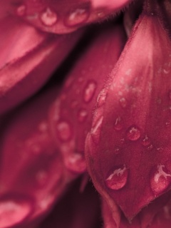 Лепестки обои