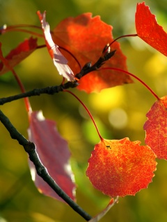 Красные листья обои