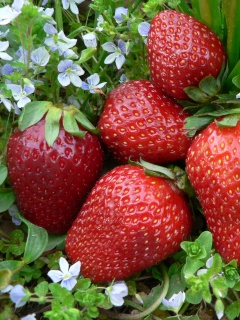 Клубника обои