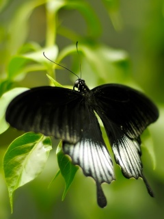 Бабочка с чёрно-белыми крыльями обои