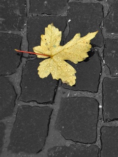 Упавший лист на мостовой обои