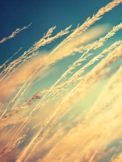 Колосья обои