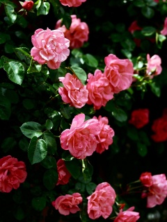 Розовый куст обои