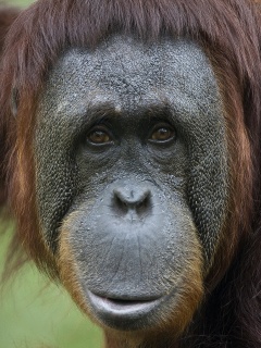 Орангутан обои