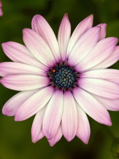 Макро фотография цветка обои