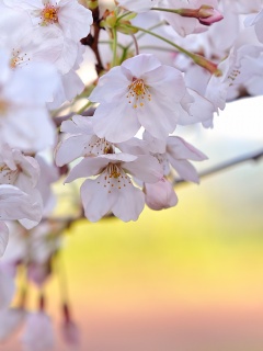 Цветение вишни обои