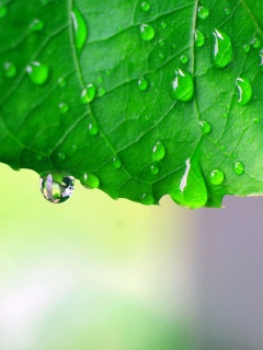 Роса на листе в макро обои