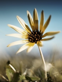 Летний цветок на солнце обои