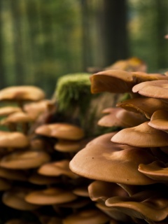 Лесные грибы на пне обои