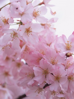 Цветение вишни обои