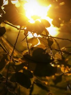 Солнце пробивается сквозь листву обои