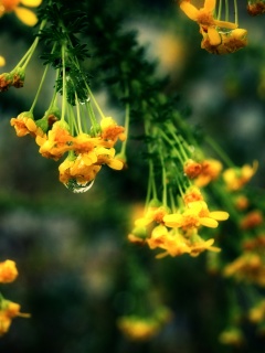 Жёлтые цветочки на ветке обои