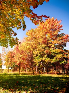 Осень в лесу обои